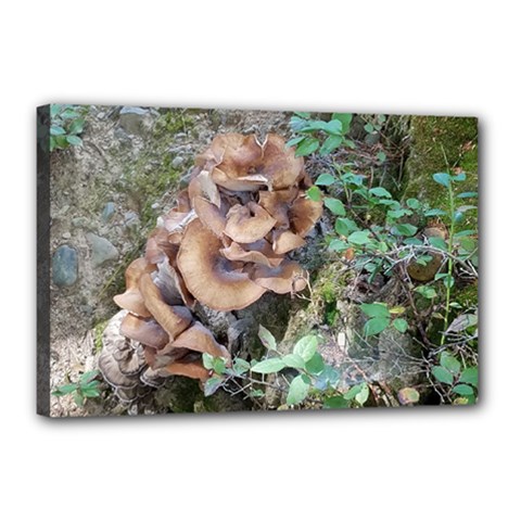 Abstract Of Mushroom Canvas 18  X 12  (stretched) by canvasngiftshop