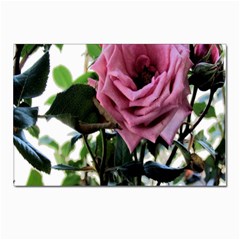 Rose Postcard 4 x 6  (10 Pack) by Rbrendes