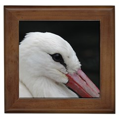 Wild Stork Bird, Close-up Framed Tiles by picsaspassion