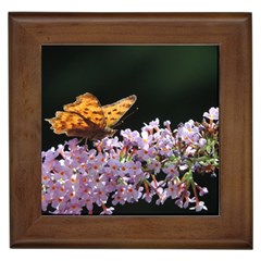 Butterfly Sitting On Flowers Framed Tiles by picsaspassion