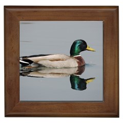 Wild Duck Swimming In Lake Framed Tiles by picsaspassion