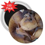 Close Up Mushroom Abstract 3  Magnets (100 pack) Front