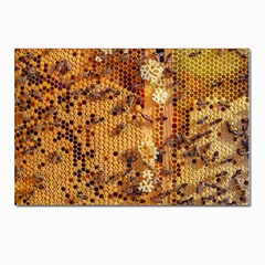 Insect Macro Honey Bee Animal Postcard 4 x 6  (pkg Of 10) by Wegoenart