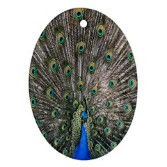 Peacock-feathers1 Ornament (oval) by nateshop